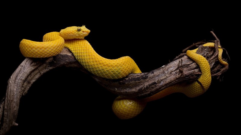 reptile, animals, snake, black background, yellow