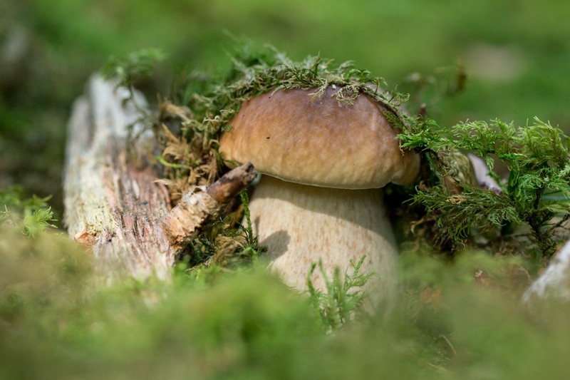 mushroom, nature, photography, forest, wood, fungus, moss