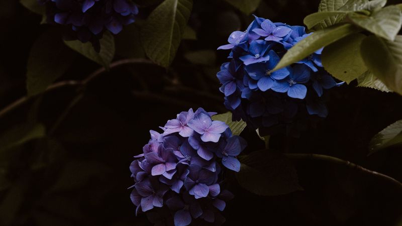 hydrangea, flowers, inflorescences, blue, flowering, 4k