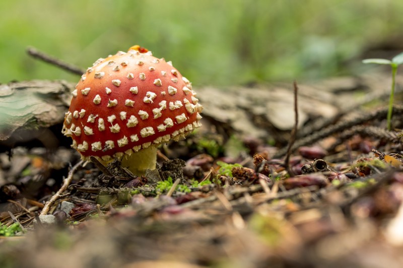 mushroom, nature, forest, moss, fungus, Amanita muscaria, fly agaric, wood