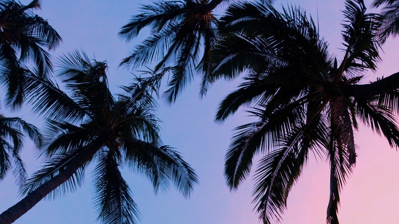 palm trees, blue, pink, sky, sunset, violet