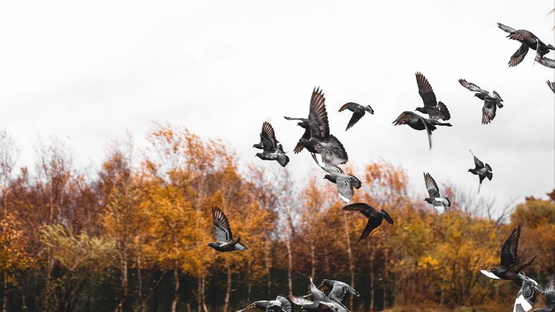 pigeons, bird, flock, fly, 4k