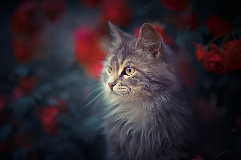 animals, cats, portrait, depth of field