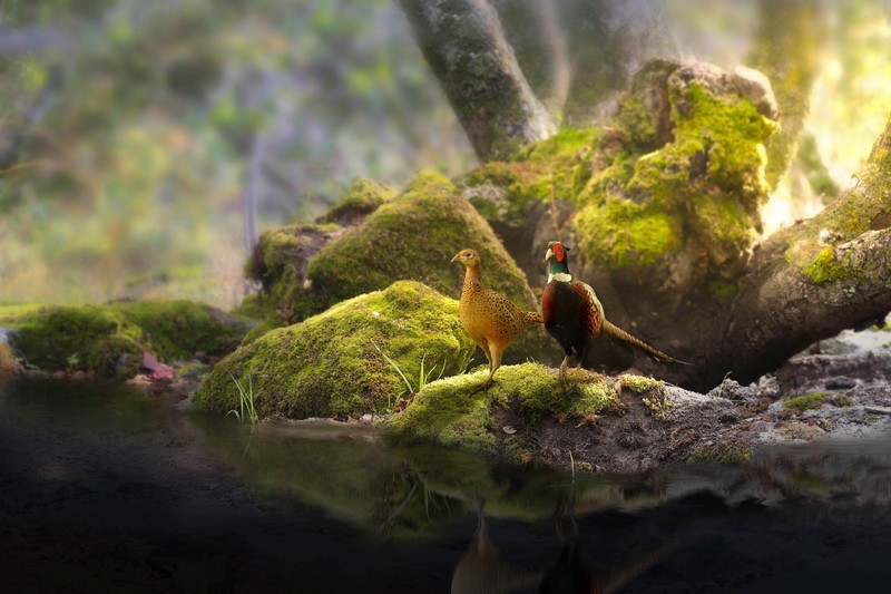 nature, animals, birds