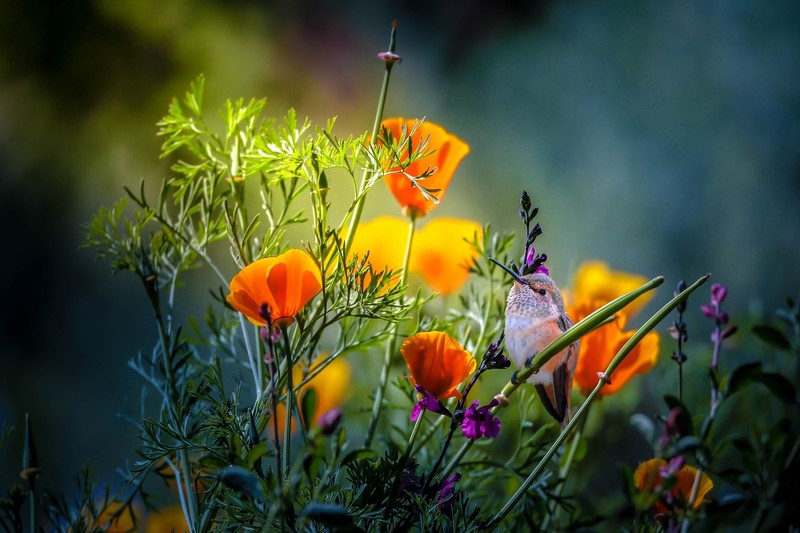 colorful, flowers, plants, animals, birds