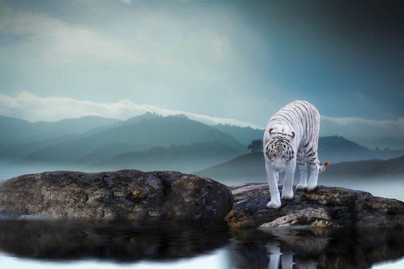 tiger, big cats, nature, landscape, photo manipulation
