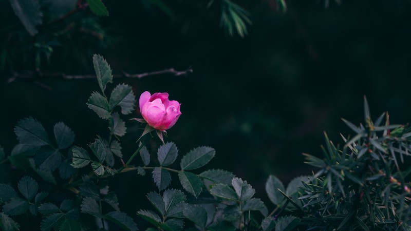 nature, trees, branch, leaves, flowers, rose, dark, depth of field, pink flower