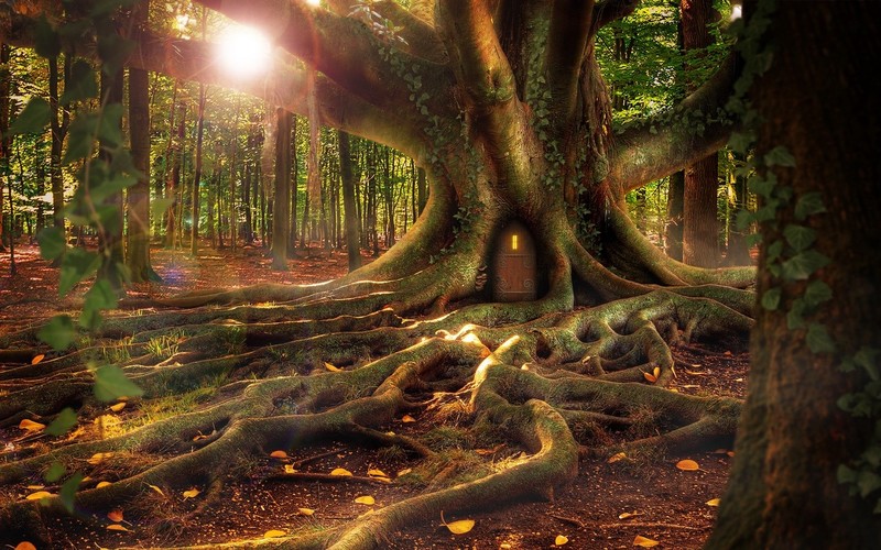 nature, trees, branch, leaves, Photoshop, roots, fallen leaves, Sun, door, forest, treehouse, moss