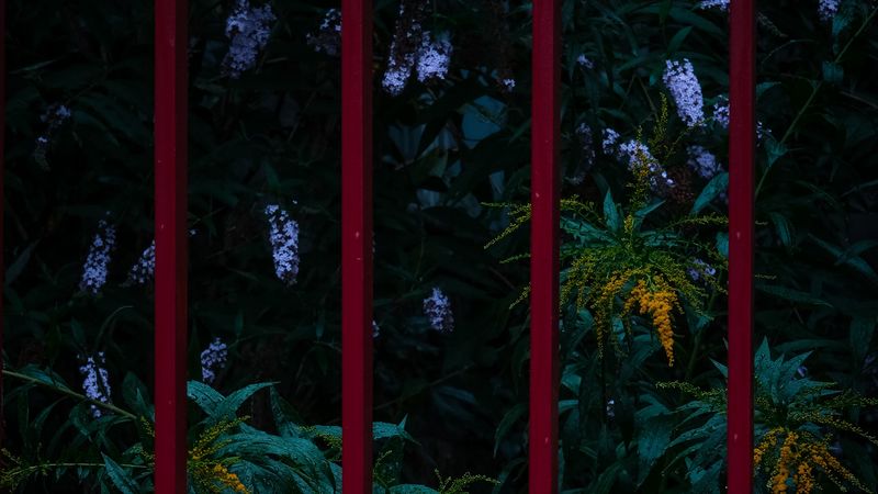 flowers, plants, garden, fence, 4k