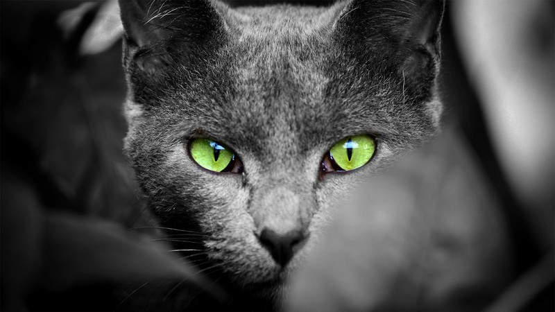 animals, cats, selective coloring, cat eyes