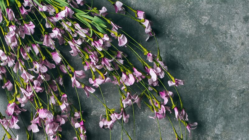 flowers, purple, bouquet, field, 4k