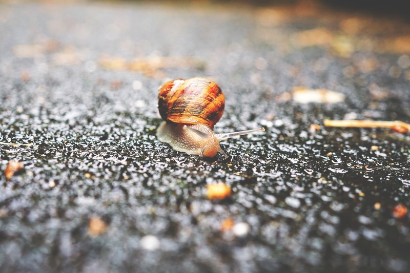 photography, closeup, snail, macro, road, wet, depth of field