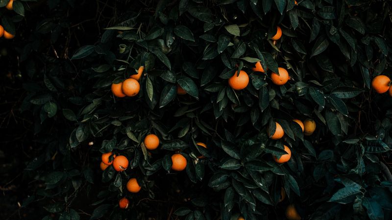 tangerines, bush, fruits, citrus, plant, 4k