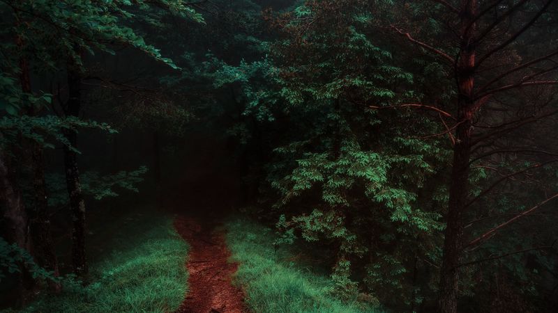 path, forest, trees, grass, 4k