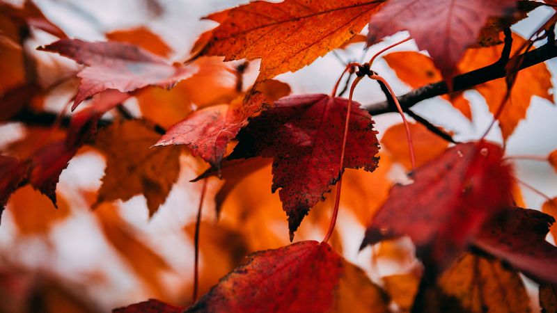 leaves, dry, autumn, branch, maple, 4k