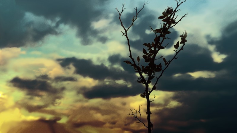 artwork, digital art, effects, branch, sky