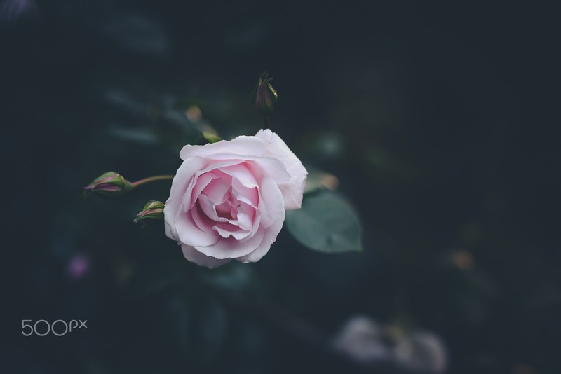flowers, plants, roses