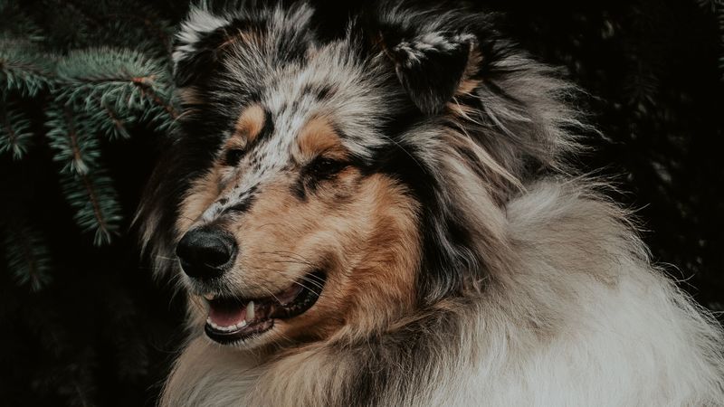 dog, fluffy, glance, pet, animal, 4k