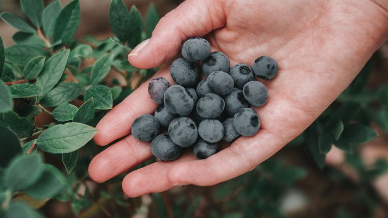 blueberries, berries, ripe, hand, bush, 4k