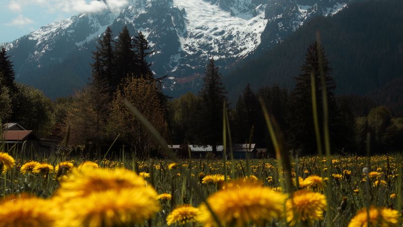 mountains, lawn, flowers, grass, landscape, 4k