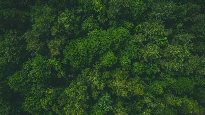 forest, green, aerial view, trees, treetops, 4k
