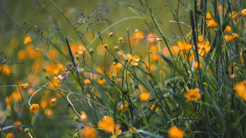 grass, flowers, yellow, field, wild, 4k