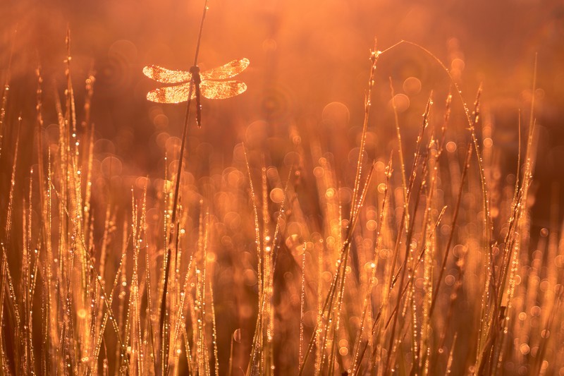 dragonflies, grass, dew, fall, macro, sunset