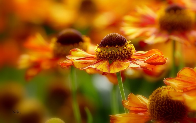 plants, flowers, colorful, nature, closeup