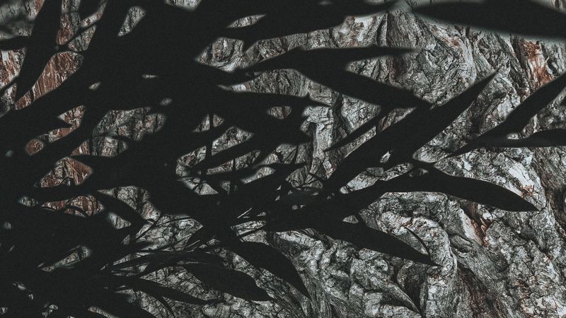 branches, leaves, dark, shadow, 4k