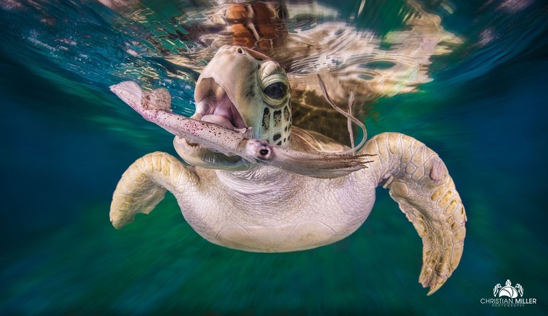 nature, animals, depth of field, turtle, underwater, water, sea, muzzles, swimming