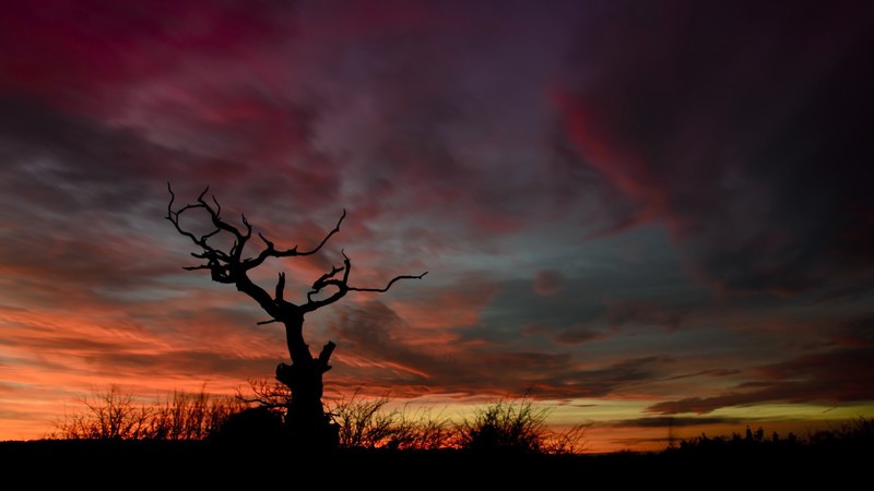 trees, silhouette, sunset, night, sky, dusk, dead trees, red, orange