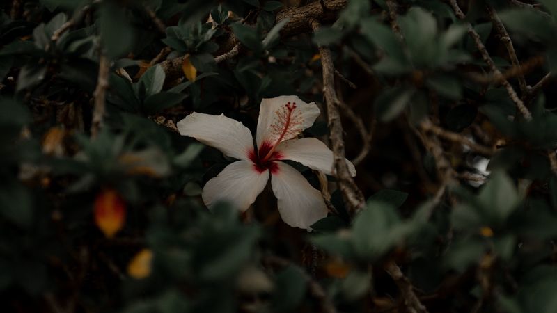 hibiscus, flower, white, branches, leaves, 4k