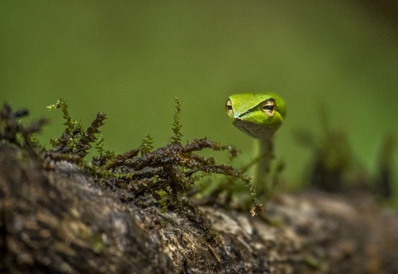 nature, vipers, reptiles, wood, snake