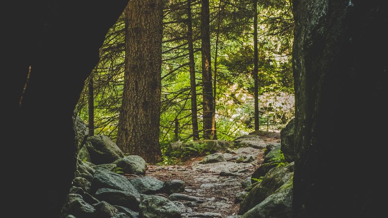 cave, forest, trees, stones, path, 4k