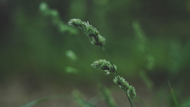 spikelet, stem, grass, plant, green, 4k