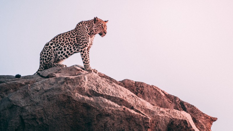 leopard, big cats, rock, animals