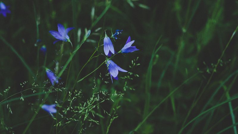 flowers, blue, field, grass, closeup, 4k