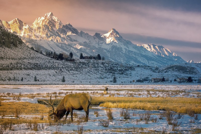 mountains, Wyoming, snow, deer