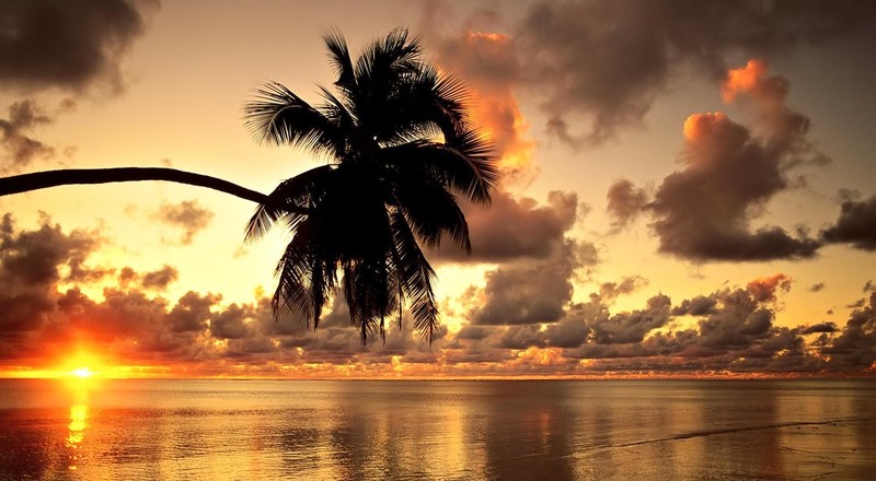 water, trees, sky, sea, lake, clouds, sunlight, sunrise, evening, Hawaii, palm trees, silhouette