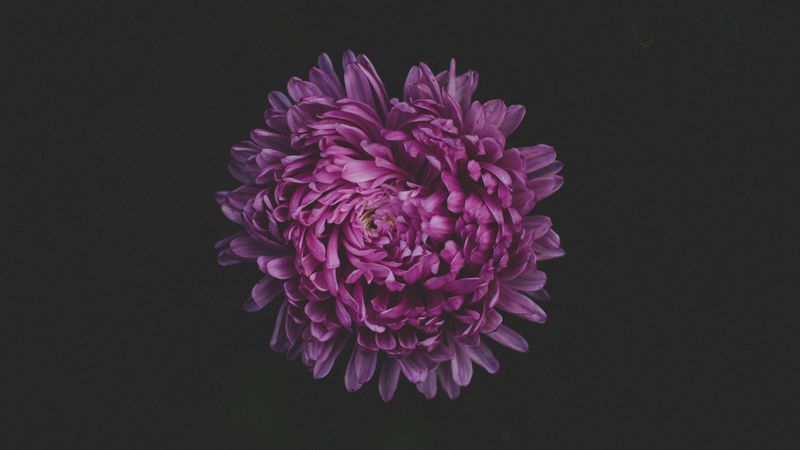 aster, flower, purple, dark, 4k