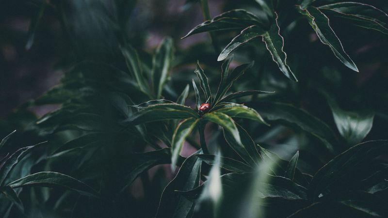 ladybug, insect, leaves, plant, 4k