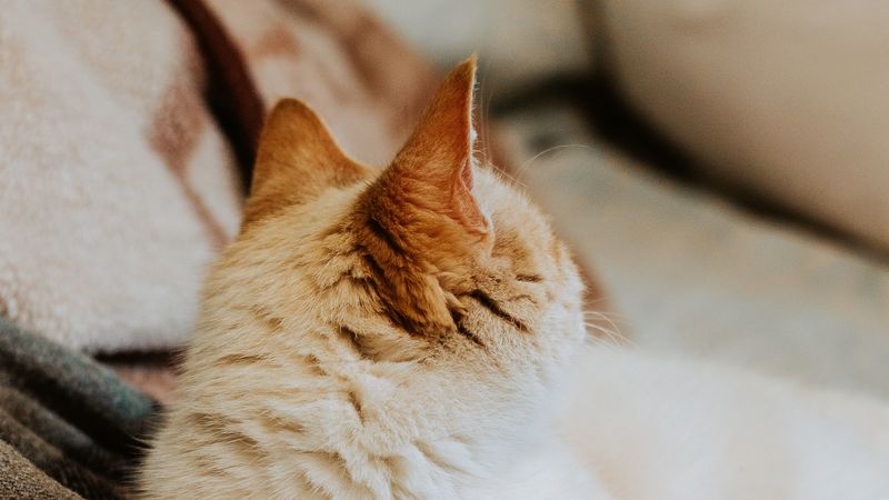 cat, redhead, pet, animal, 4k