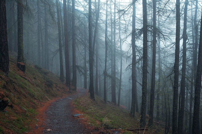 nature, forest, trees, outdoors
