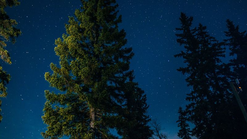 tree, starry sky, stars, 4k