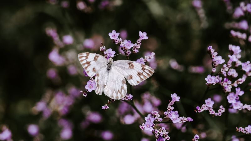 butterfly, flowers, insect, bloom, macro, 4k