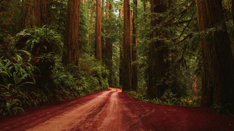 trees, forest, nature, dirtroad, leaves