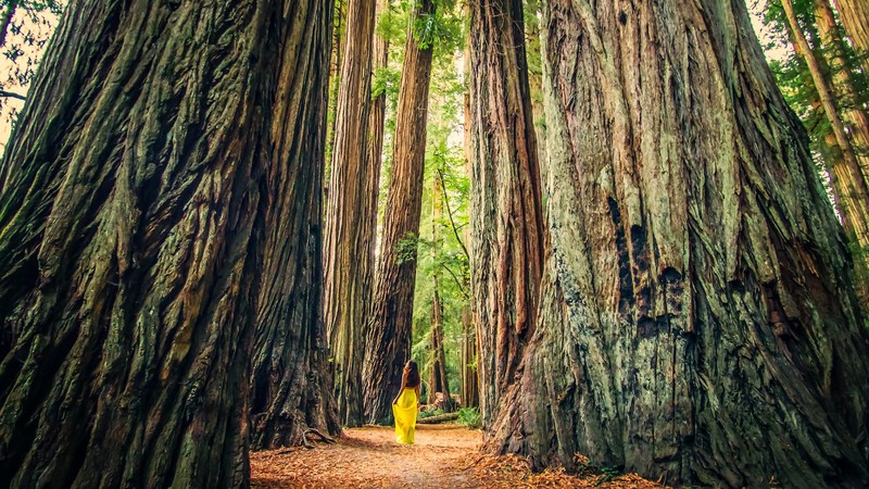 trees, forest, nature, women, yellow dress, tree trunk, giant, brunette, long hair