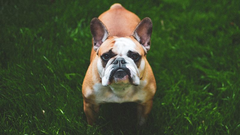 french bulldog, dog, grass, face, 4k