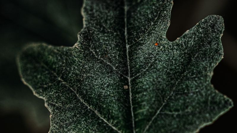 leaf, plant, green, macro, 4k