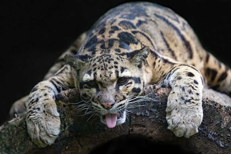 big cats, animals, leopard
